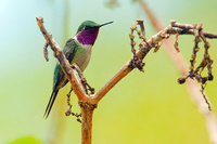 Observação de Aves - Observadores da Audubon