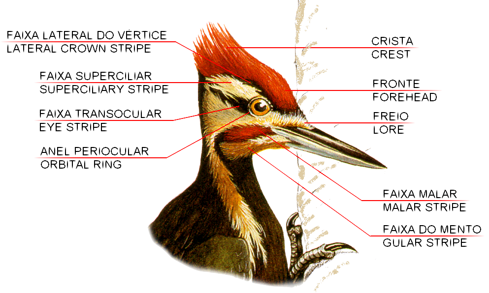 aves ilustracao topografia picapau cabeca TRANSP