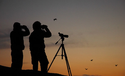 aves birders binoculos sunset