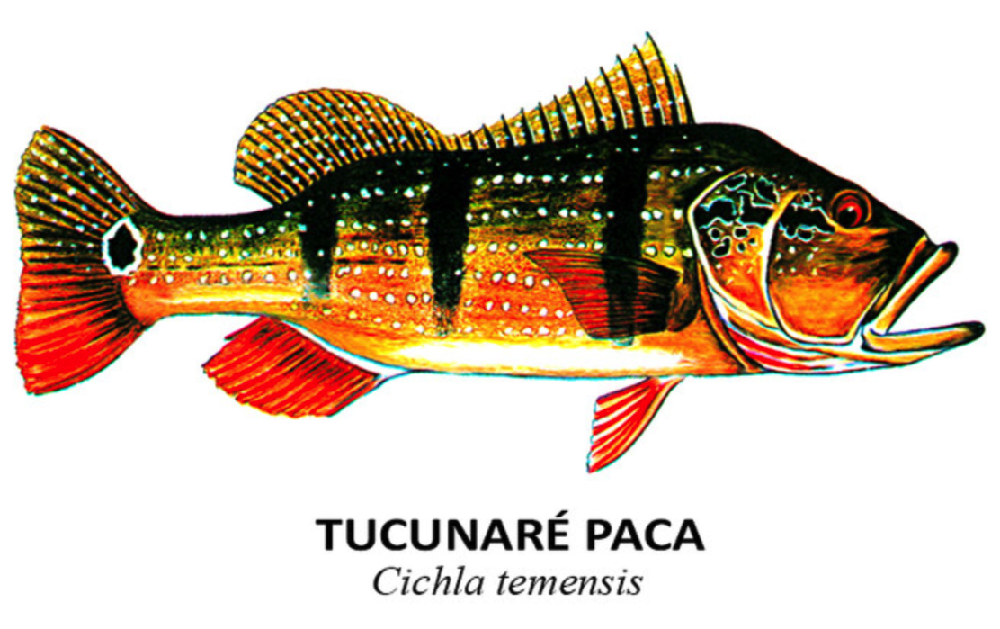 peixes tucunare paca chichla temesis
